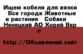 Ищем кобеля для вязки - Все города Животные и растения » Собаки   . Ненецкий АО,Хорей-Вер п.